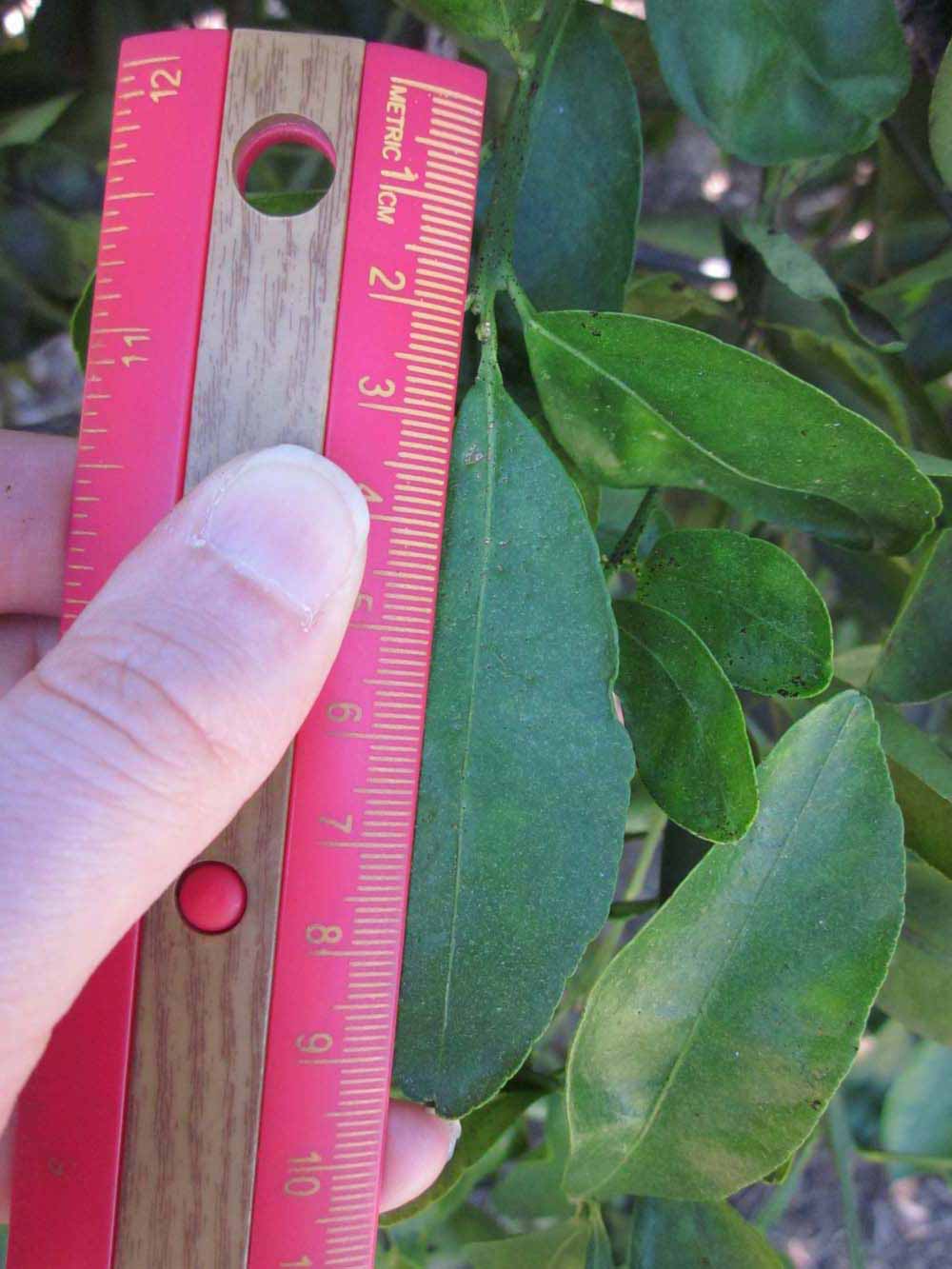              Unifoliolate leaf (Winter Haven, FL)       